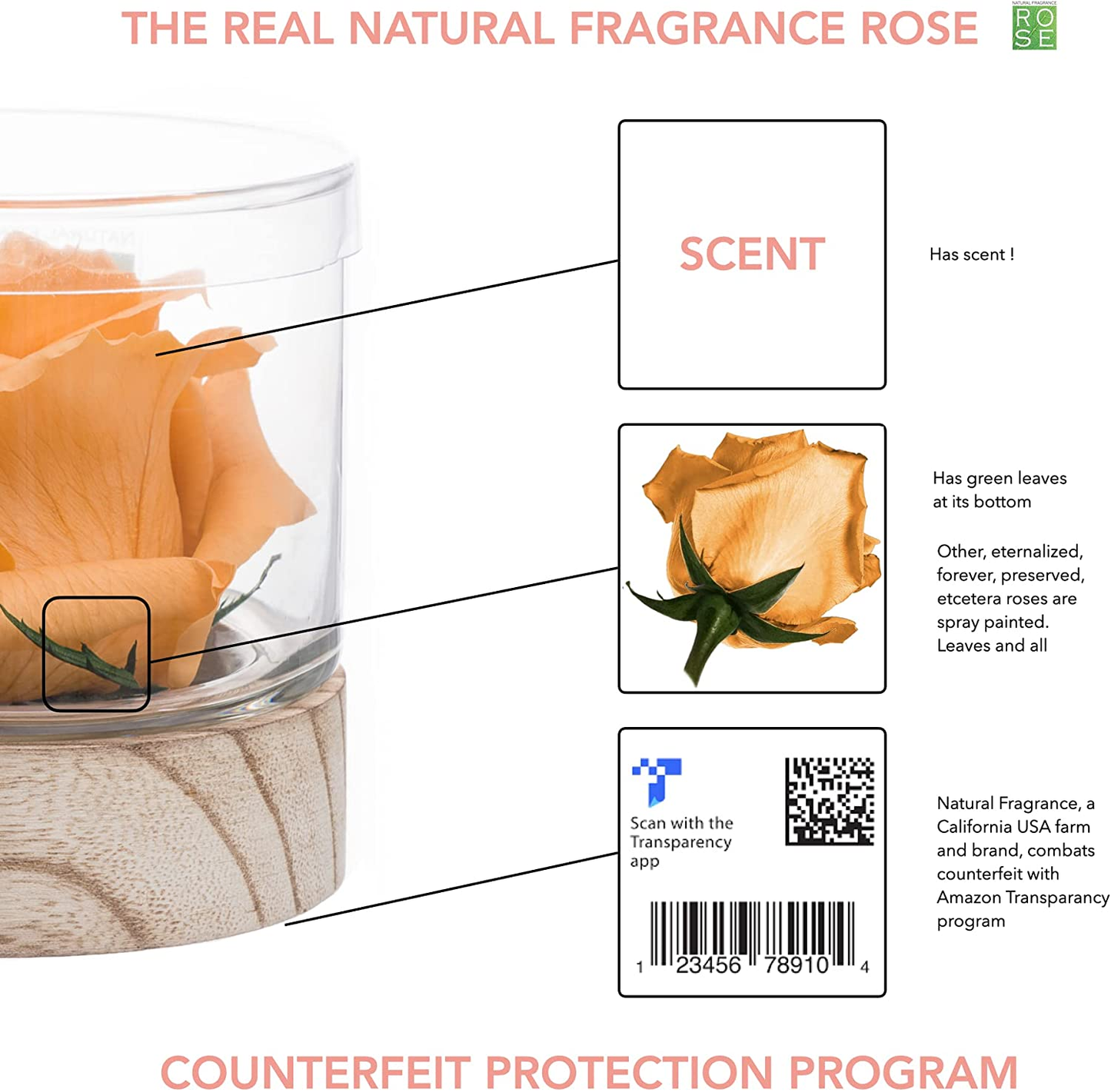 Home Scent 12Oz | Real Fragrance Flowers Hydrated to Last 4 Months | Gifts | Aromatherapy | Fresh Cut Flowers | Flores Naturales Frescas Regalo Para Mujer (Amber | Fragrant | Single Rose)